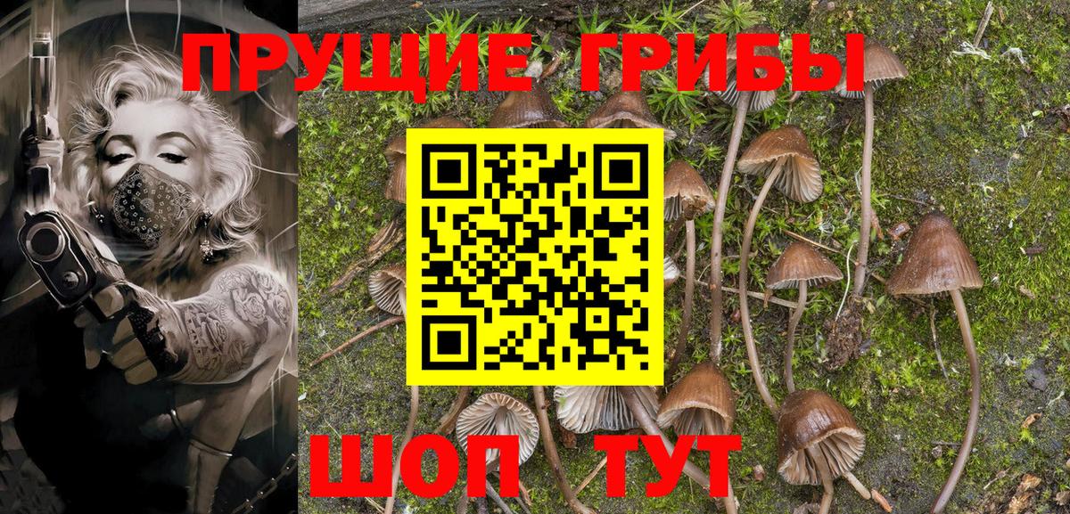 Псилоцибиновые грибы Psilocybe Североморск